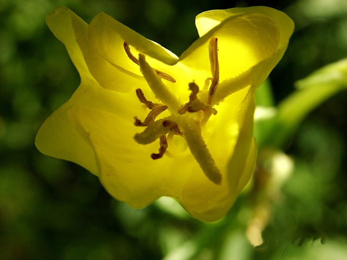 Oenothera biennis