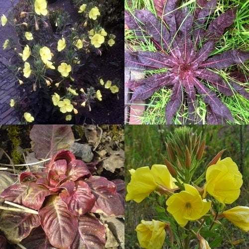 Oenothera biennis 'Henriëtte Hoeve'