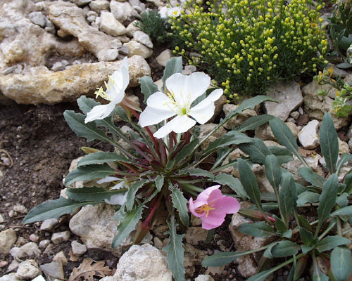 Oenothera caespitosa