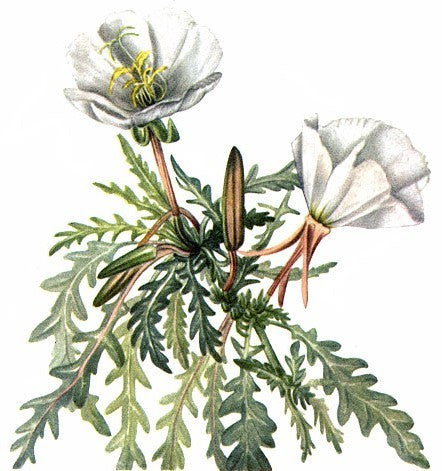 Oenothera caespitosa