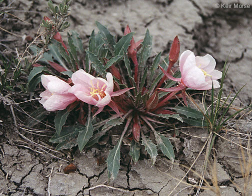Oenothera caespitosa