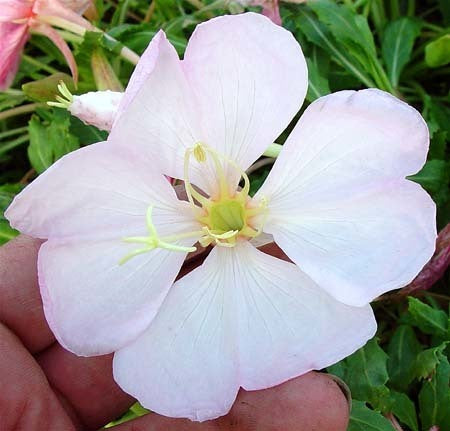Oenothera caespitosa
