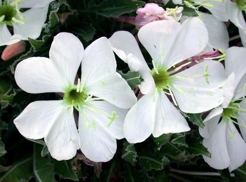 Oenothera caespitosa