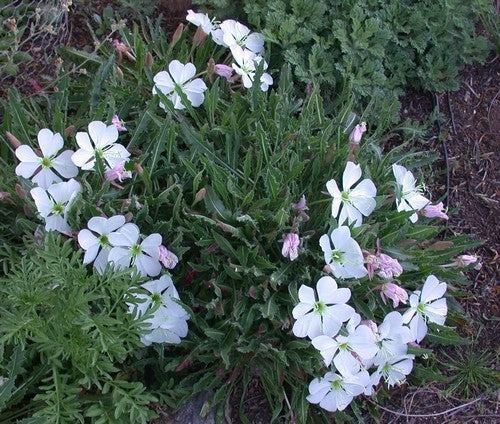 Oenothera caespitosa