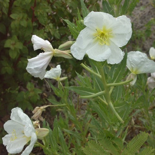 Oenothera caespitosa