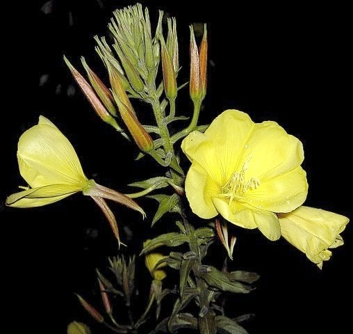Oenothera erytrosepala