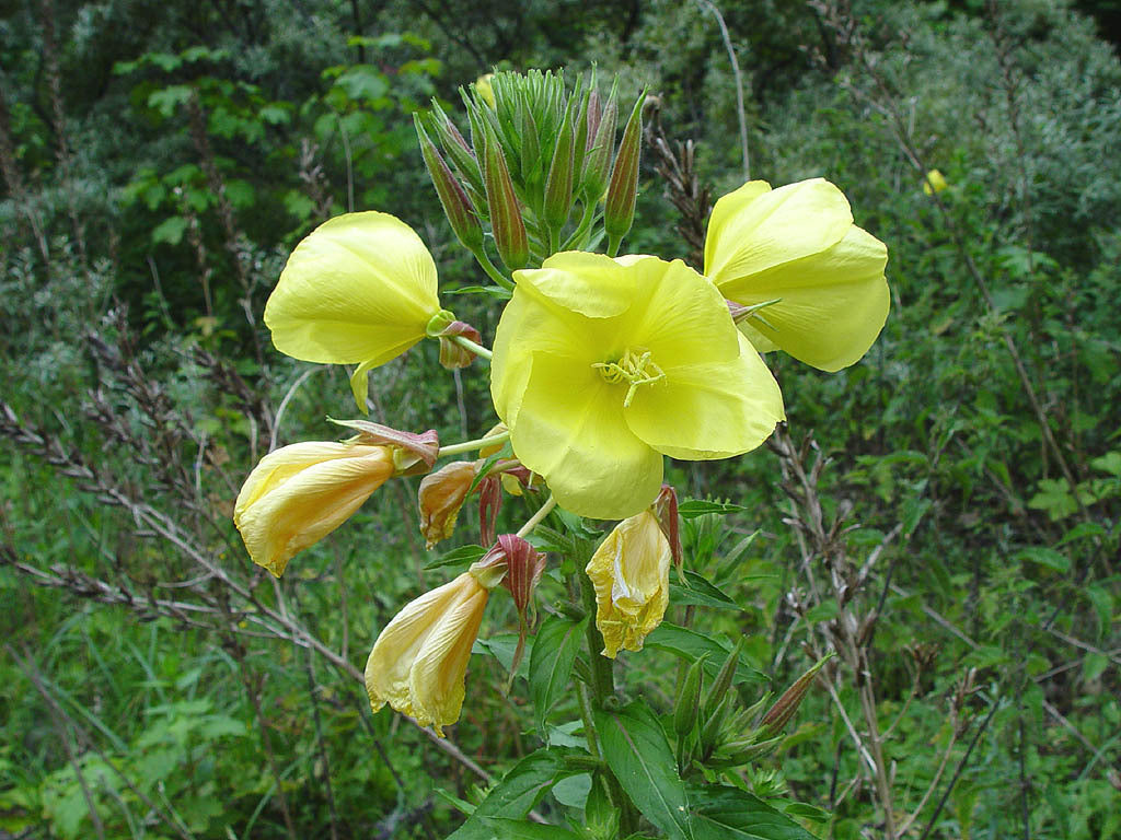 Oenothera erytrosepala