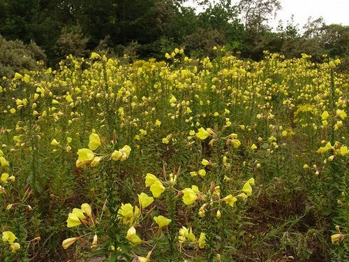 Oenothera erytrosepala