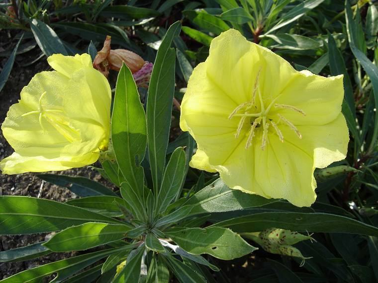 Oenothera missouriensis