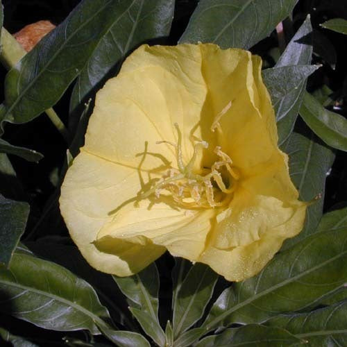 Oenothera missouriensis