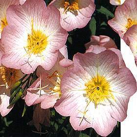 Oenothera speciosa 'Pink Petticoats' / 'Silky Orchids'