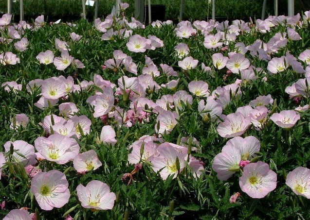 Oenothera speciosa 'Pink Petticoats' / 'Silky Orchids'