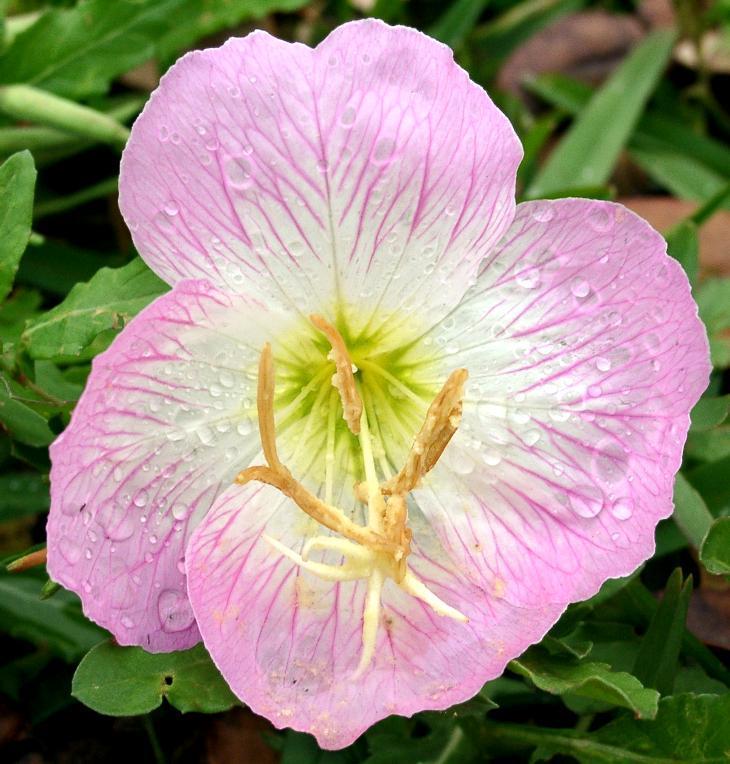 Oenothera speciosa 'Pink Petticoats' / 'Silky Orchids'