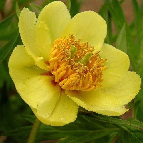 Paeonia lutea