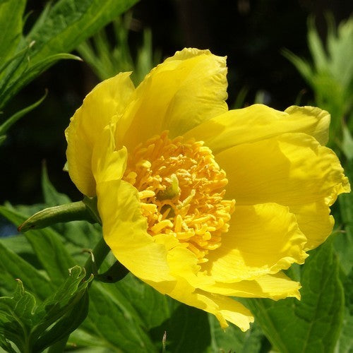 Paeonia lutea