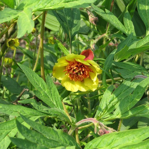 Paeonia lutea