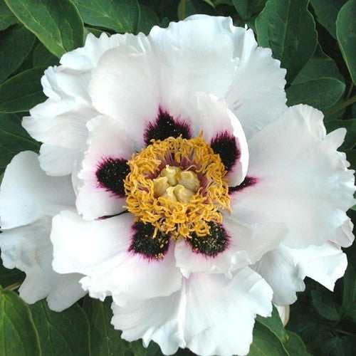 Paeonia rockii