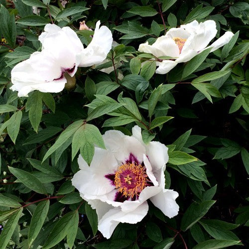 Paeonia rockii