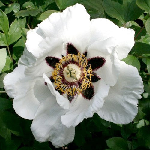 Paeonia rockii