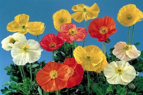 Papaver nudicaule 'Mixed' / 'Artist'S Glory''