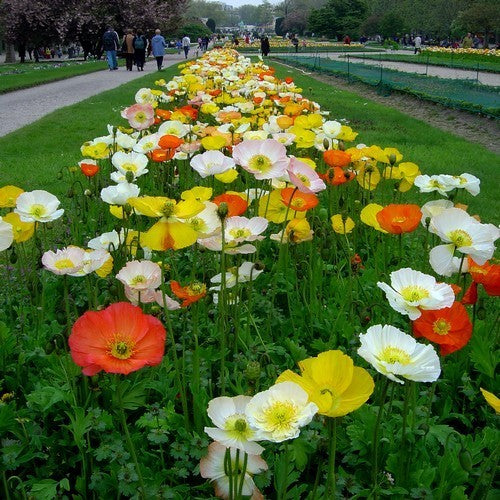 Papaver nudicaule 'Mixed' / 'Artist'S Glory''