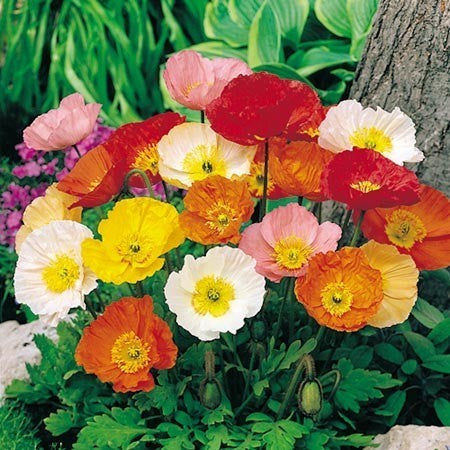 Papaver nudicaule 'Pulchinella Mixed'