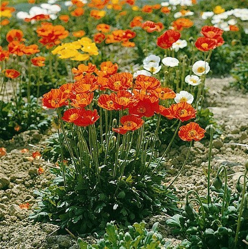 Papaver nudicaule 'Pulchinella Mixed'