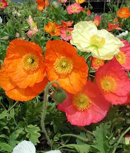 Papaver nudicaule 'Pulchinella Mixed'