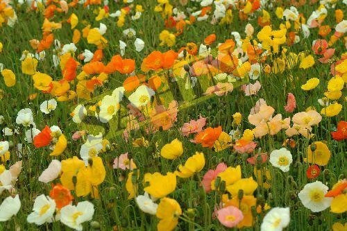Papaver nudicaule 'Pulchinella Mixed'