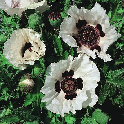 Papaver orientale 'Checkers' / 'Royal Wedding'