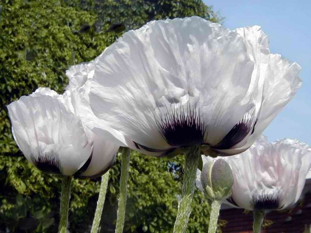 Papaver orientale 'Checkers' / 'Royal Wedding'