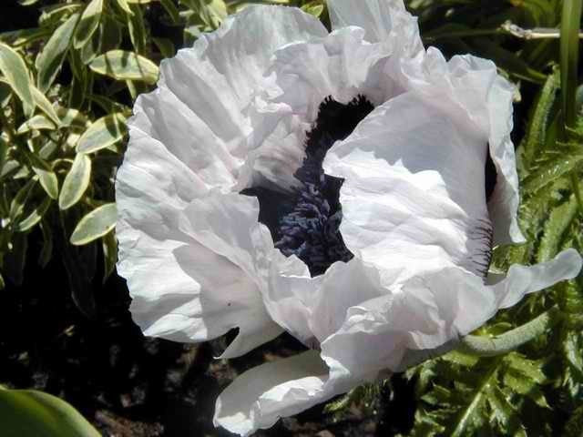 Papaver orientale 'Checkers' / 'Royal Wedding'