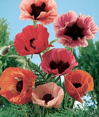 Papaver orientale 'Choice Mixed'