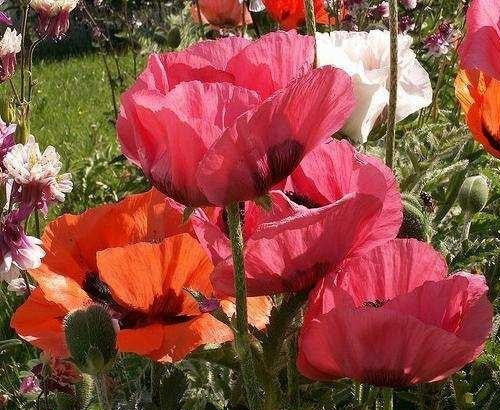 Papaver orientale 'Choice Mixed'