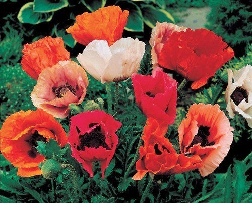 Papaver orientale 'Choice Mixed'