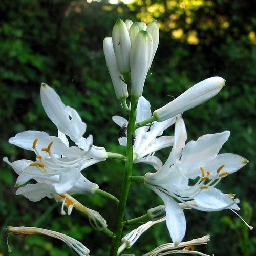 Paradisea lusitanica
