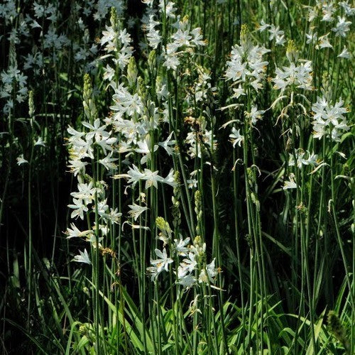 Paradisea lusitanica