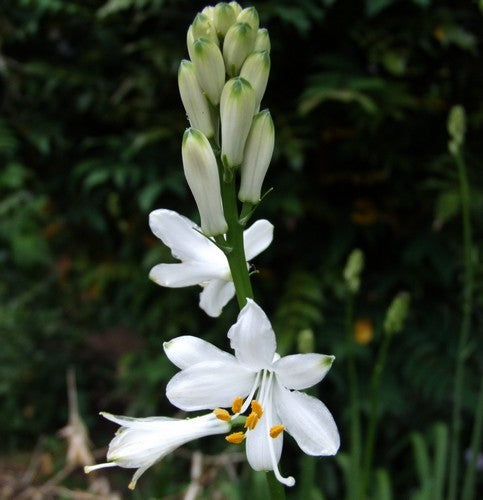 Paradisea lusitanica