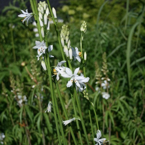 Paradisea lusitanica