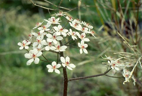 Peltiphyllum peltatum