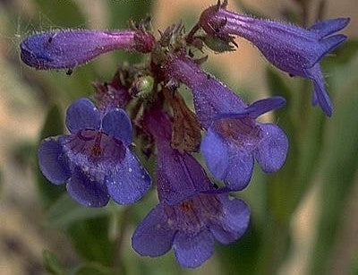 Penstemon alpinus