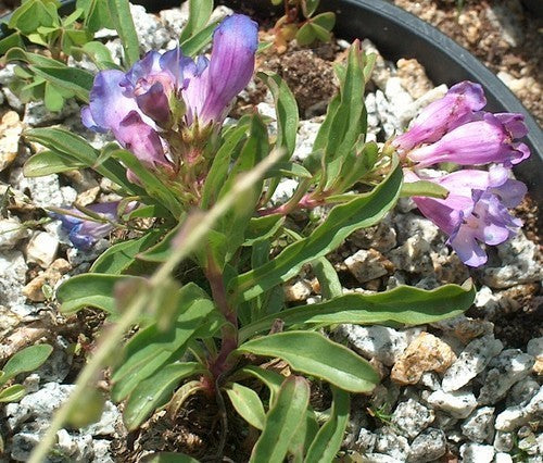 Penstemon alpinus