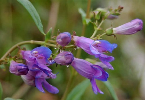 Penstemon alpinus