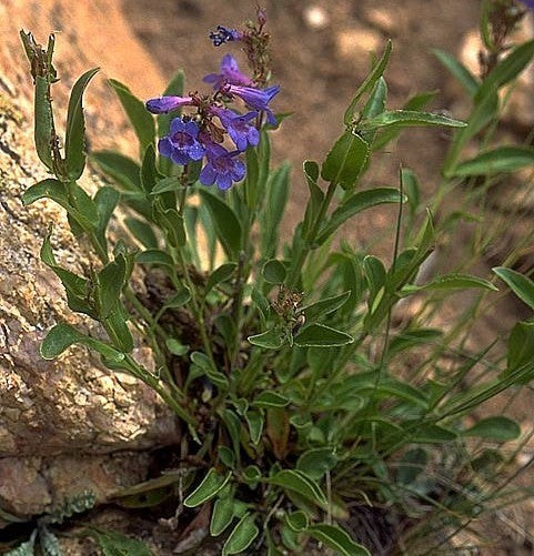 Penstemon alpinus
