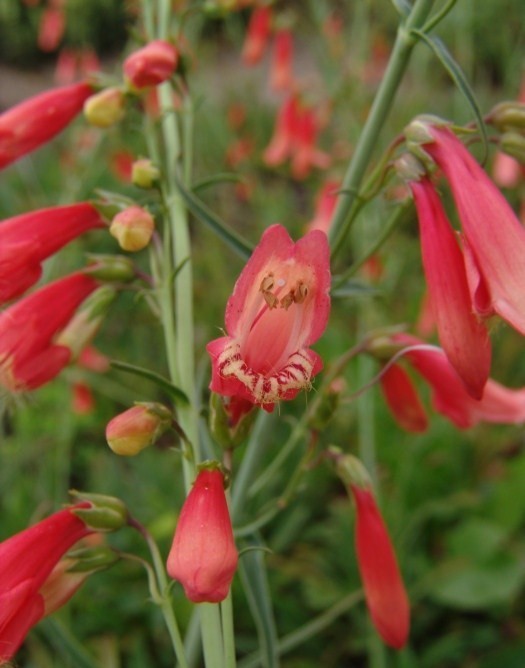 Penstemon barbatus 'Coccineus'