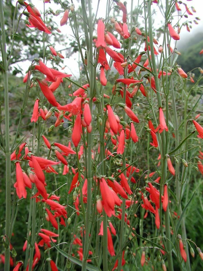 Penstemon barbatus 'Coccineus'