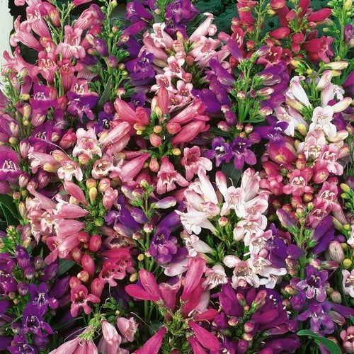 Penstemon barbatus 'Compact Mixed'