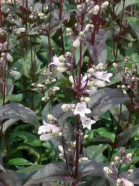 Penstemon digitalis 'Huskers Red'