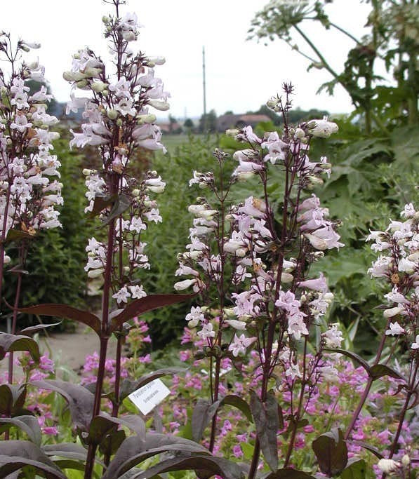 Penstemon digitalis 'Huskers Red'