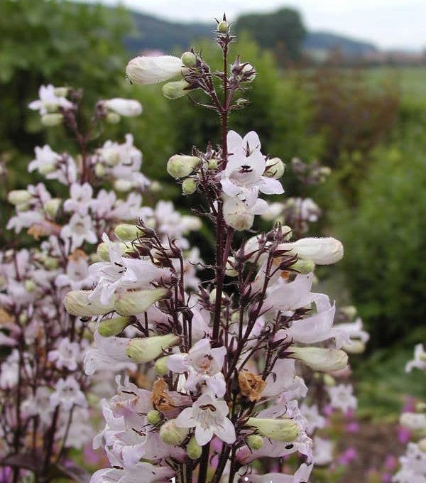 Penstemon digitalis 'Huskers Red'